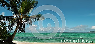 Palm tree , beach panorama.