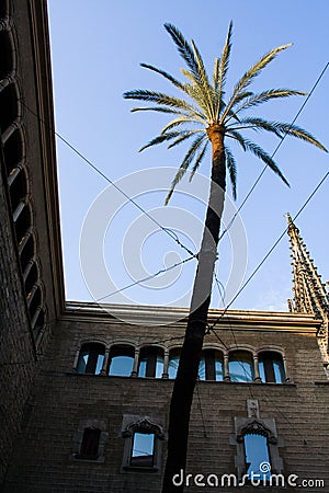 Palm tree between buildings.