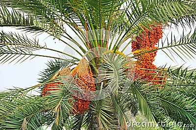 Palm tree with Dates