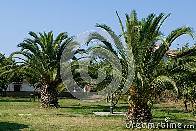 Palm Tree Garden Royalty Free Stock Photo - Image: 4884315