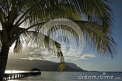 Palm tree and Hanalei Bay.