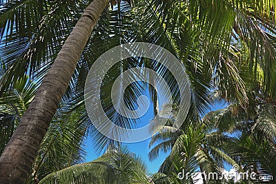 Palm tree leaf tropical plant