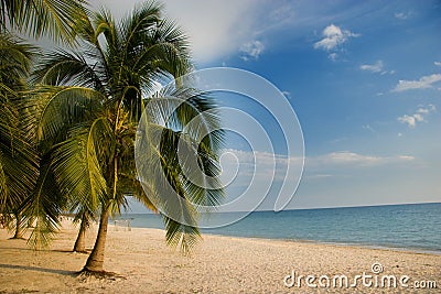 Palm tree lined beach, Playa Acone