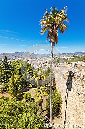 Palm tree, and Malaga city in the background view from Gibralfaro Castle. Spain.