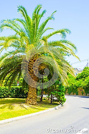 Palm tree by the road
