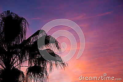 Palm tree silhouette