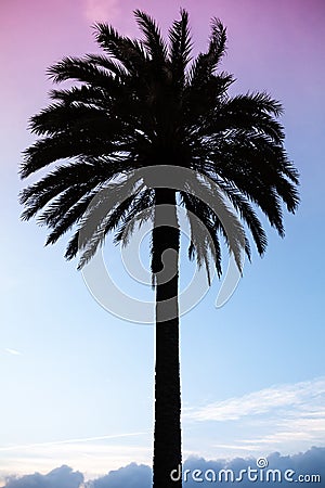 Palm tree silhouette above colorful blue purple sky