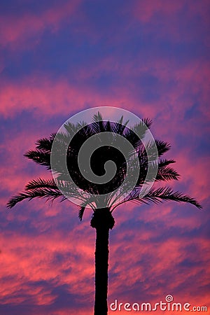 Palm Tree Silhouette Sunset