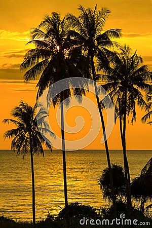 Palm tree silhouette at sunset, Thailand