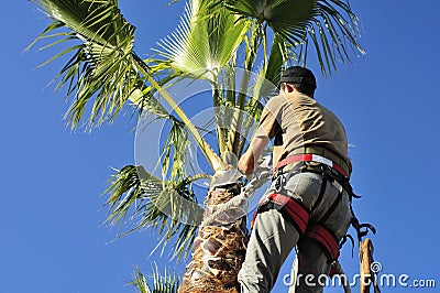 Palm Tree Surgeon at Work