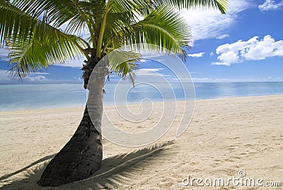 Palm tree on tropical sandy beach. Aitutaki