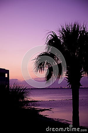 Palm tree and water at sunset