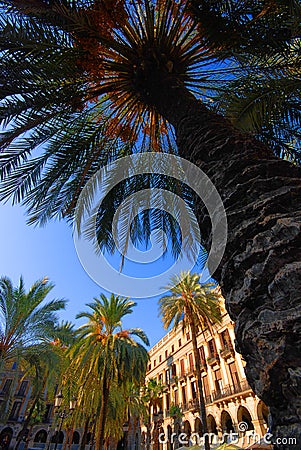 Palm trees in Barcelona plaza