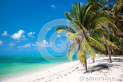 Palm trees on beach with turquoise waters