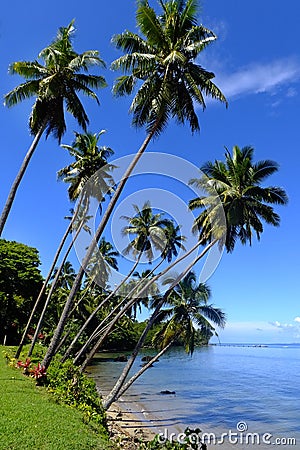 Palm trees on a beach, Vanua Levu island, Fiji