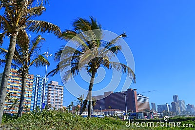 Palm Trees on Durban Sea Front, South Africa