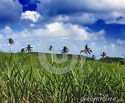 Palm trees on green hills and the blue sky