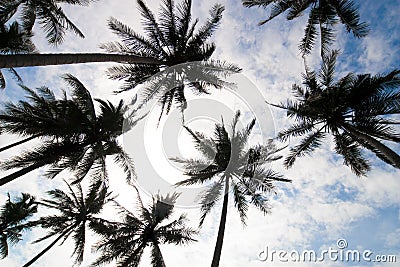 Palm trees low angle