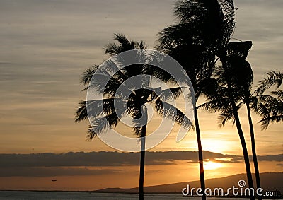 Palm Trees Ocean and Sunset Sky in Hawaii