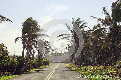 Palm Trees on the side of the road of San Andres