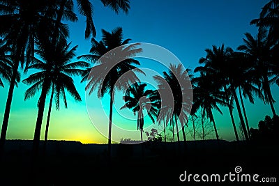 Palm trees silhouette with sunset