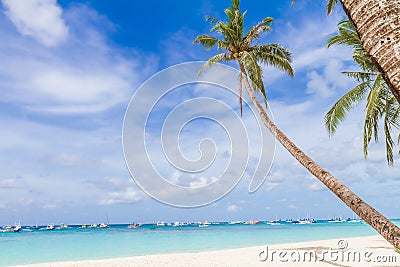 Palm trees on tropical beach and sea background, summer vacation