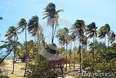 Palm trees in the wind on a tropical beach