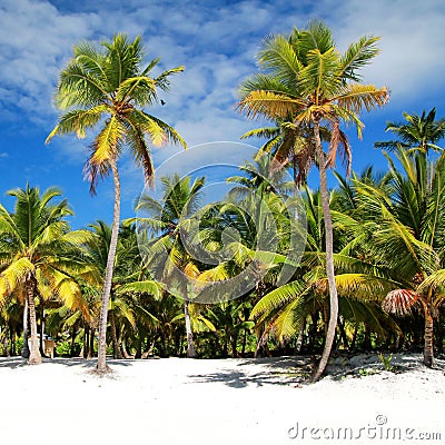 Palms on beach