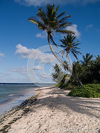 Palms on Island beach