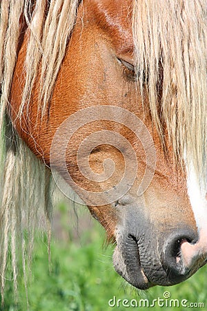 Palomino Horse Head