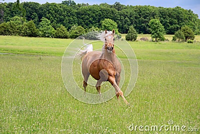 Palomino Horse Running