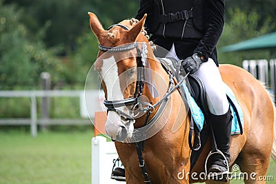 Palomino pony portrait during equestrian competition