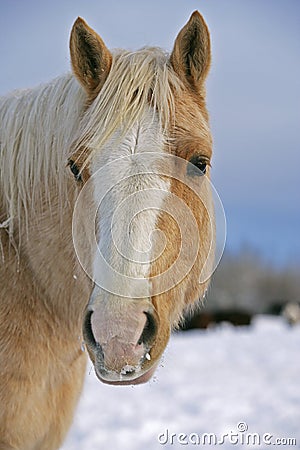 Palomino Quarter Horse