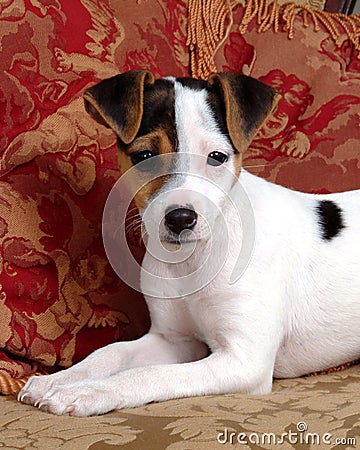 Pampered Puppy with Red Pillows