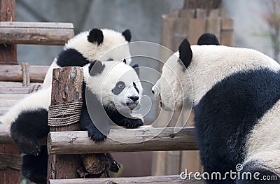Panda cub and mother panda playing