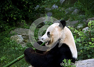 Panda eating