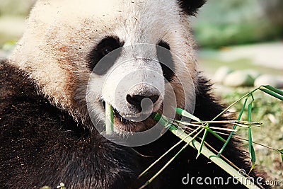 Panda Enjoy Bamboo