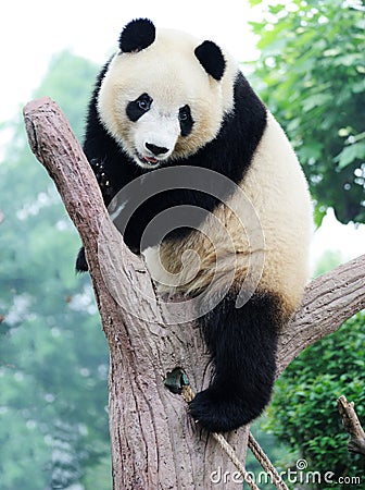 Panda on the tree