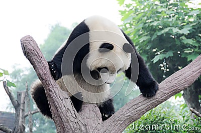 Panda on the tree