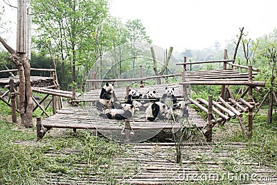 Pandas in China