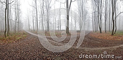Panorama of foggy forest