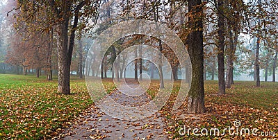 Panorama road through a foggy forest park