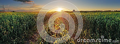 Panorama Sunset over wheat field with path