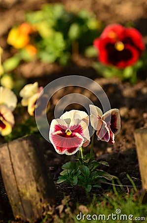 Pansy flower