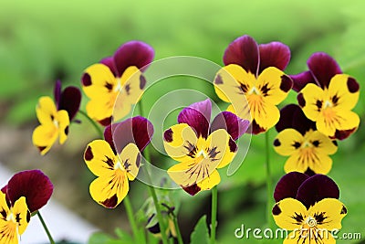 Pansy flowers in green grass