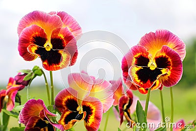 Pansy flowers pink yellow black closeup