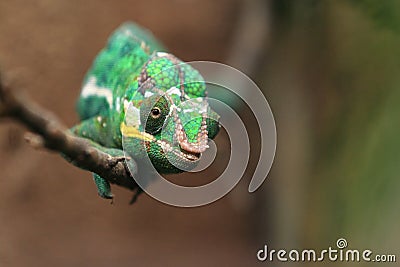 Panther chameleon