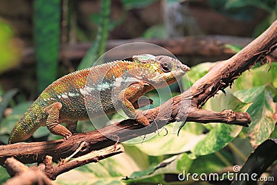 Panther chameleon