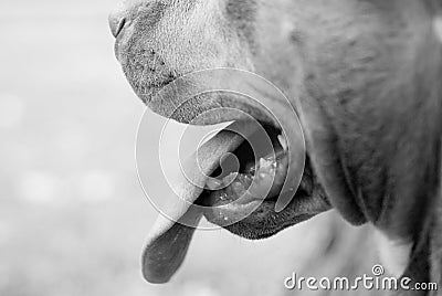 Panting Dog s Mouth in Black and White
