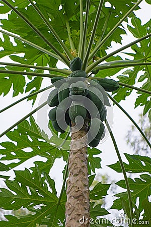 Papaya on the papaya tree